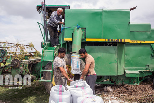 آغاز برداشت کلزا در شهرستان قزوین
