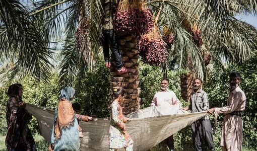 آینده صنعت خرمای ایران در گرو دانش، فناوری، بهره‌وری و توسعه زنجیره ارزش است