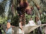 آینده صنعت خرمای ایران در گرو دانش، فناوری، بهره‌وری و توسعه زنجیره ارزش است