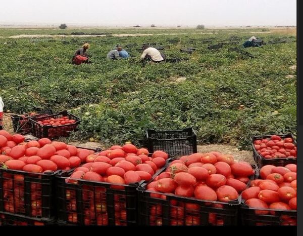 آغاز برداشت گوجه‌فرنگی از مزارع استان بوشهر 