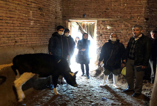 اجرای واکسیناسیون رایگان دام ها در شهرستان بناب 