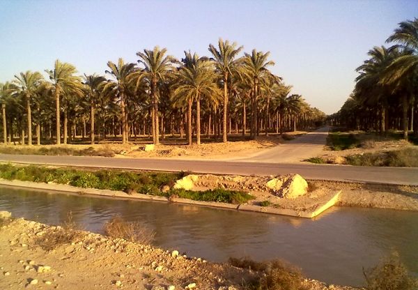 آبیاری ۲.۵ میلیون اصله نخیلات در استان بوشهر 