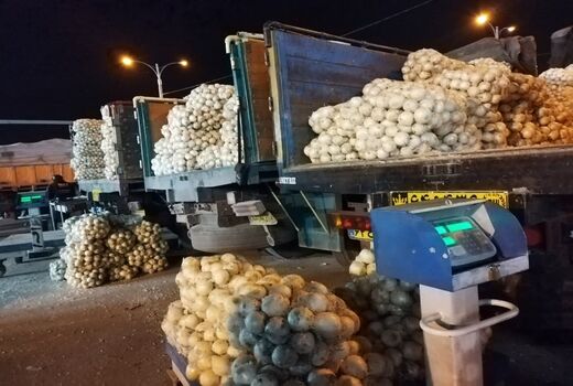 با افزایش عرضه، قیمت پیاز در شیراز کاهشی شد