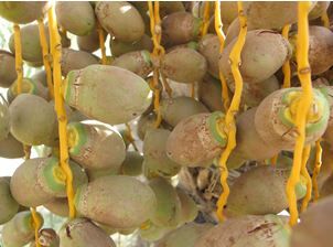 احتمال طغیان کنه‌های تار عنکبوتی خرما در بوشهر