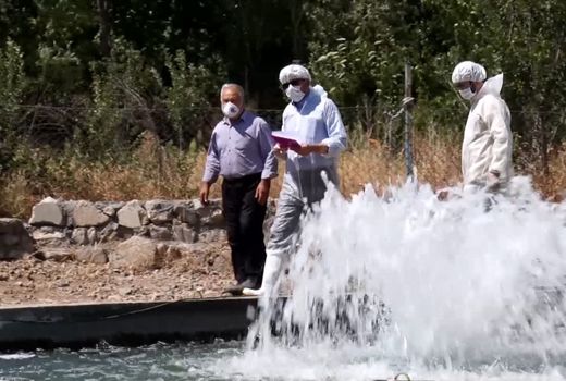 کنترل سلامت آبزیان با ۹۱۵ آزمایش در مزارع آذربایجان شرقی