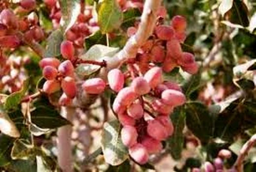 ایجاد باغ مادری پسته برای اولین بار در سطح شهرستان اسفراین 