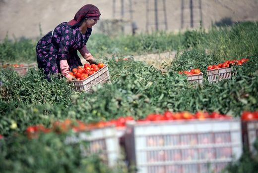 رشد 200 درصدی توسعه صنایع تبدیلی استان کرمانشاه طی 8ماه اخیر