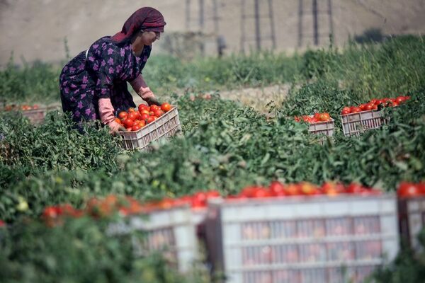 رشد 200 درصدی توسعه صنایع تبدیلی استان کرمانشاه طی 8ماه اخیر