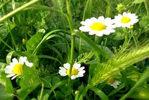 کشاورزان کرمانی هم هوشمندانه درخت متناسب با آب و هوای استان را انتخاب و هم هوشمندانه عملیات داشت و برداشت را مدیریت می کنند.