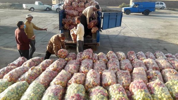 ۴۱ هزار تن سیب صنعتی در آذربایجان غربی خریداری شد