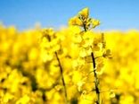 پیش بینی رشد 20درصدی تولید کلزای پاییزه در شهرستان پاکدشت