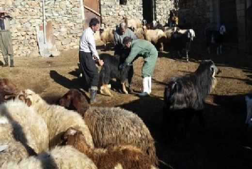 پوشش100 درصدی واکسیناسیون بر علیه بیماری بروسلوز در آذربایجان غربی