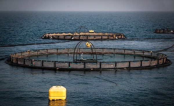 طرح "پرورش ماهی در قفس" با ۵۸۰ میلیارد ریال سرمایه‌گذاری در بوشهر اجرا شد 