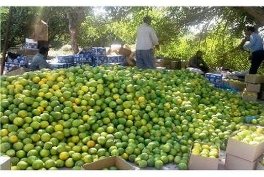 صادرات روزانه 40 کانتینر مرکبات از مازندران/ کاهش ضایعات محصول به یک درصد