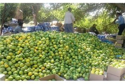 صادرات روزانه 40 کانتینر مرکبات از مازندران/ کاهش ضایعات محصول به یک درصد