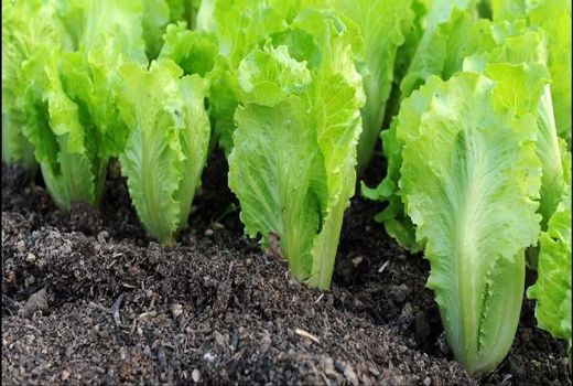 حشرات ناقل را کنترل کنید/ پرهیز از مصرف آفت‌کش‌های شیمیایی در مزارع کاهو