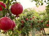 برداشت انار از باغهای شهرستان کاشان