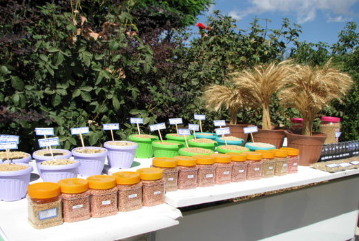 38 هزار هکتار از مزارع گندم و جو استان با بذور اصلاح  شده کشت شد 