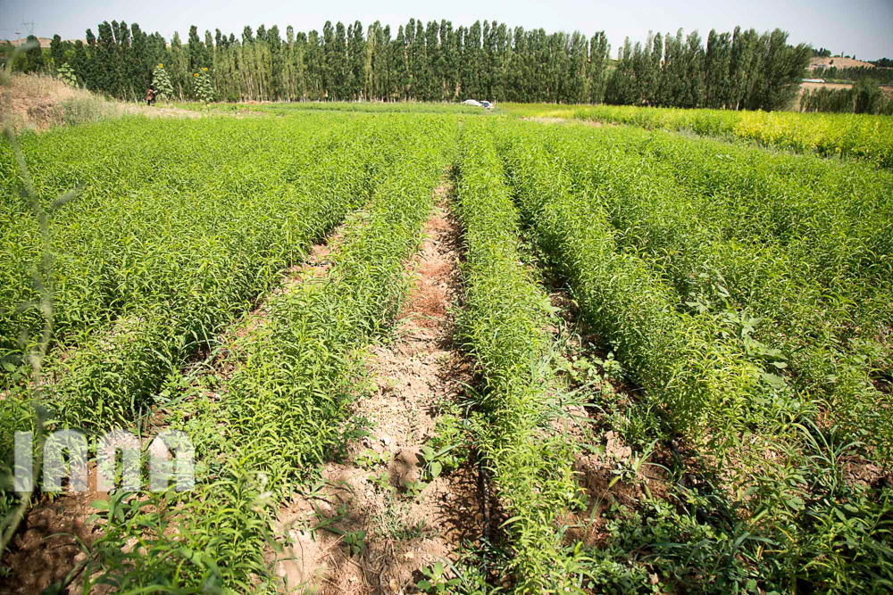 کشاورزی استان زنجان