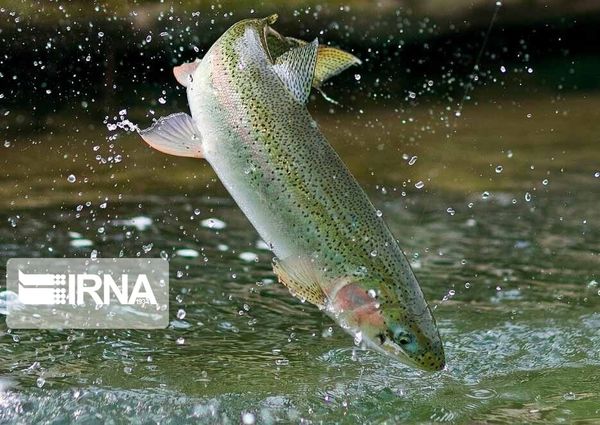 تولید بیش از چهار هزار تن ماهی قزل آلا در کردستان