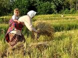  عملکرد زنان ایرانی  در بخش کشاورزی و امنیت غذایی درخشان است