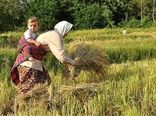  عملکرد زنان ایرانی  در بخش کشاورزی و امنیت غذایی درخشان است