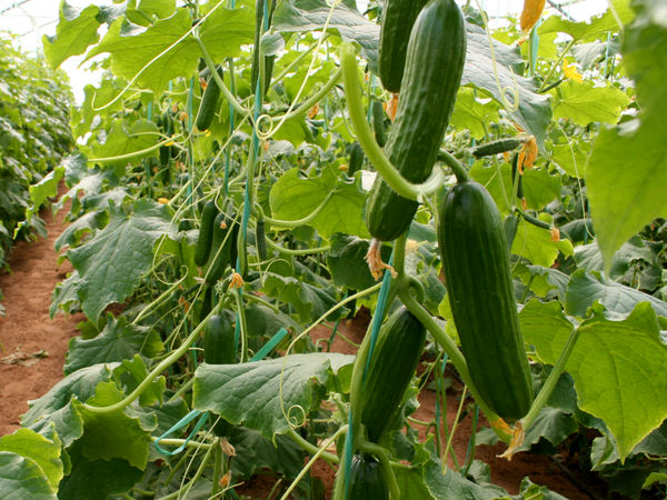 تولید ۲۲ درصد خیارسبز گلخانه‌های کشور در یزد