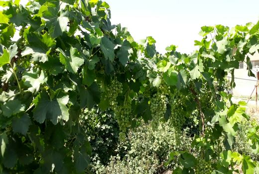 مقایسه ۴۰رقم انگور کشت شده در یکی از تاکستان های پیشوا