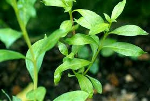 توزیع ۸۰۰ اصله نهال حنا در آبادان 