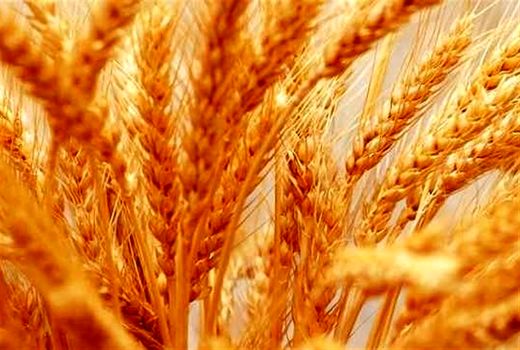 افزایش 30 درصدی تولید گندم با اجرای طرح ملی گندم‌‌بنیان