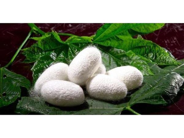 تولید 500 کیلوگرم پیله کرم ابریشم در ساری/ فعالیت 10 نوغاندار