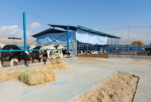 فاز اول مجتمع دامپروری گاو شیری ۱۰۰۰ راسی در شیروان به بهره برداری رسید