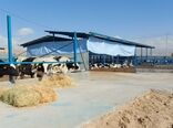 فاز اول مجتمع دامپروری گاو شیری ۱۰۰۰ راسی در شیروان به بهره برداری رسید