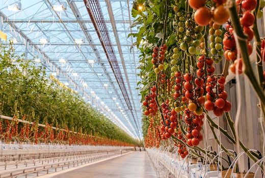 بیش از 5 هزار هکتار کشت سبزی و صیفی از فضای باز به گلخانه‌ها انتقال یافته است