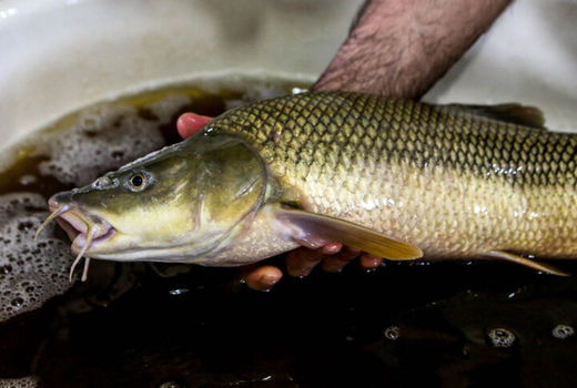 تکثیر مصنوعی ماهی سس سرگنده دریای خزر محقق شد