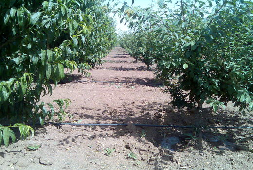 توزیع بیش از 29 هزار تن انواع کودهای شیمیایی توسط شبکه تعاون روستایی استان قزوین