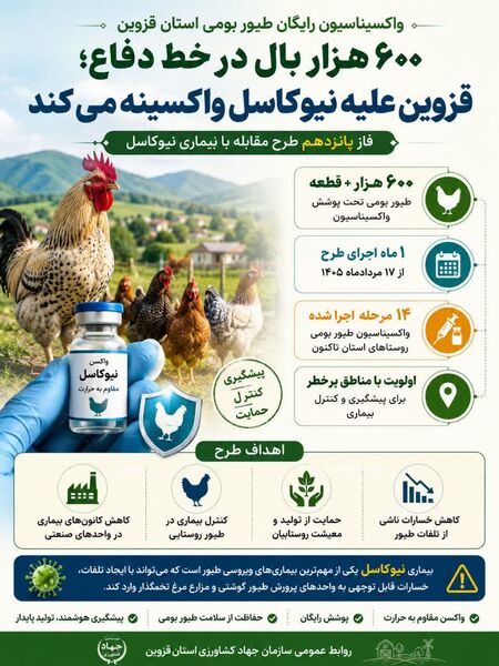 فاز پانزدهم واکسیناسیون رایگان طیور بومی استان قزوین علیه بیماری نیوکاسل