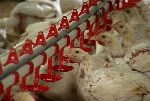 واکسیناسیون طیور بومی علیه بیماری نیوکاسل در قزوین آغاز شد