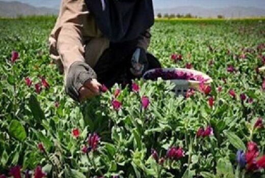 دیم‌کاری گیاهان دارویی با هدف ترویج کشت پایدار در دیمزارهای آذربایجان شرقی