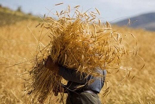 ​برداشت گندم توسط ۸۲ هزار بهره بردار کردستانی