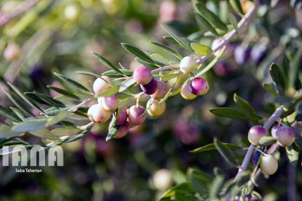 باغ بزرگ زیتون‌کشور در منجیل
