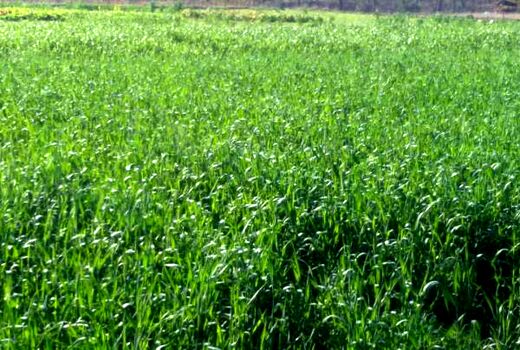 کشت ۱۶۰ هکتار تریتیکاله در اراضی استان قزوین