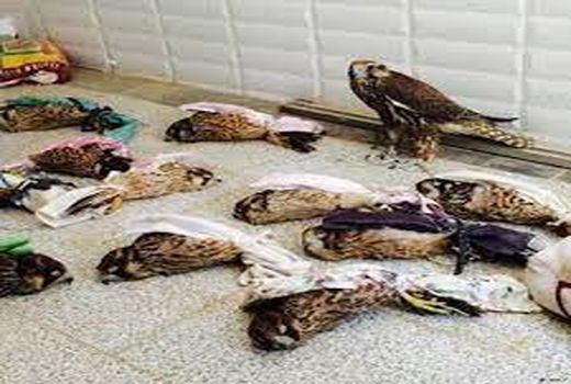 قاچاق پرندگان را به سامانه 1540 خبر دهید