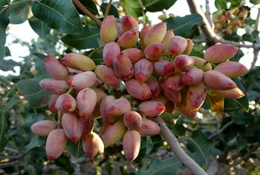  برداشت پسته در استان ایلام آغاز شد