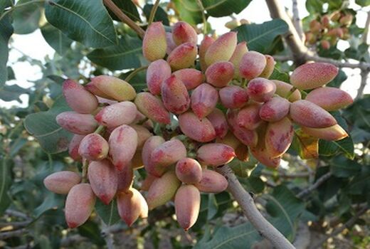  برداشت پسته در استان ایلام آغاز شد