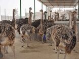 سالانه 159 تن گوشت شترمرغ درسیستان و بلوچستان تولید می شود
