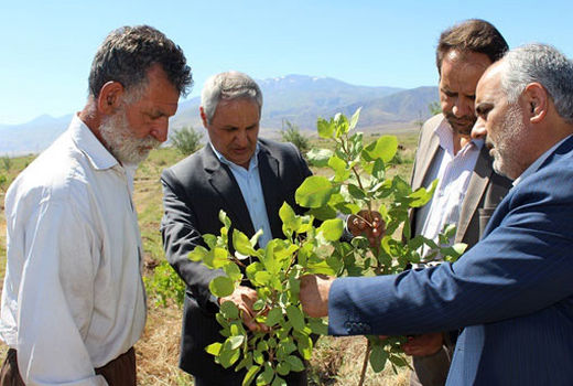 توسعه باغات پسته از اولویت های مدیریت جهاد کشاورزی شهرستان ویژه مرند است