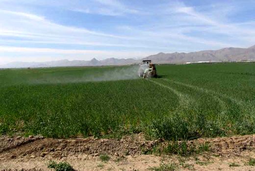 آغاز عملیات کنترل سن غلات در استان اصفهان