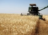 فعالیت شبکه مراقبت گندم در سطح 4000  هکتار  در 20 روستا
