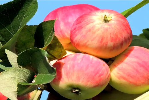 افزایش 10 درصدی تولید سیب گلاب در بیضا